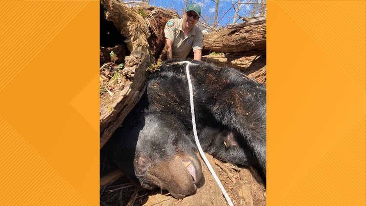 TWRA relocates massive black bear that lived around Tusculum College for years