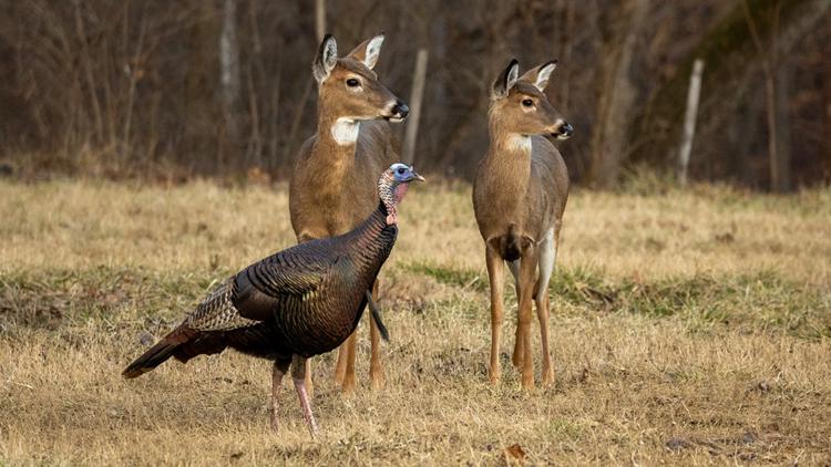 Field to Fork: Kentucky authorities offer natural options for holiday meals