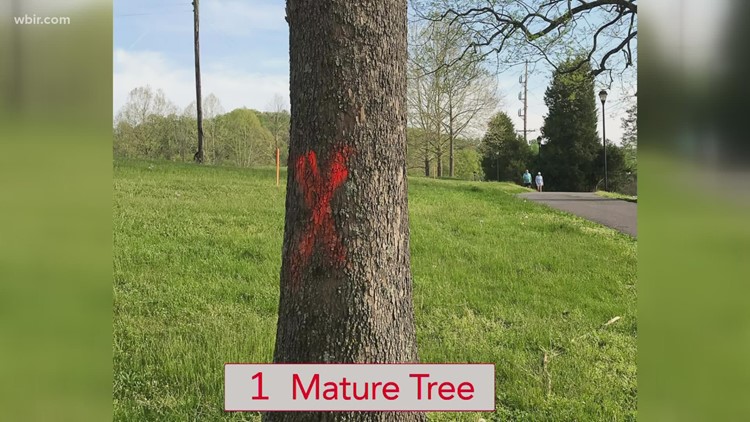 Seventy trees are coming down in Lakeshore Park in the new construction plan Seventy trees are coming down in Lakeshore Park in the new construction plan