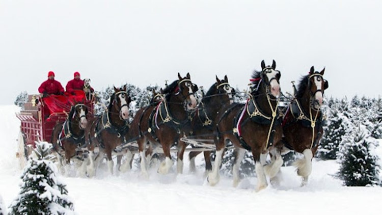 Budweiser Clydesdales to lead Fantasy of Lights Christmas Parade in Gatlinburg