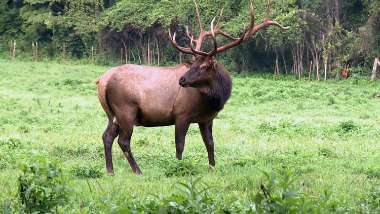 Wildlife officers investigating after bull elk meant to establish species in part of McCreary Co. found dead Wildlife officers investigating after bull elk meant to establish species in part of McCreary Co. found dead