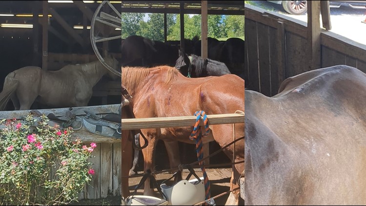 TN Dept. of Agriculture investigating Jayell Ranch Adventure Park in Sevier Co.