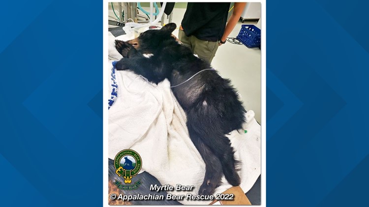 Smokies bear cub recovering after being hit by vehicle near Elkmont