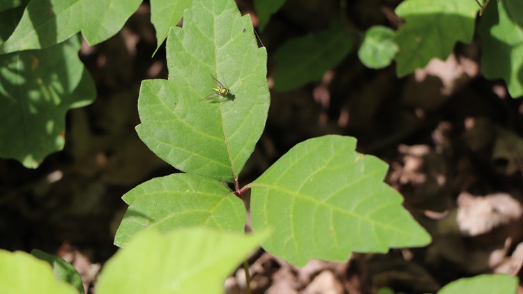 How to spot poison ivy and other irritating plants around Tennessee