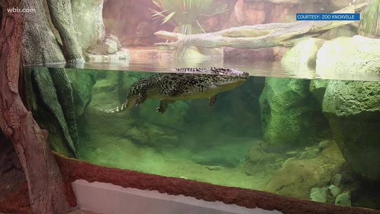 Meet Miguel: Cuban crocodile makes a splash in Zoo Knoxville