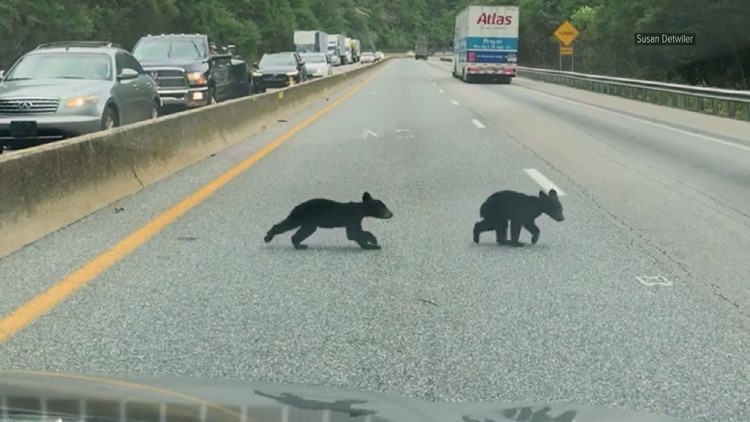 Learn about efforts to create safe wildlife passage near I-40 during virtual event