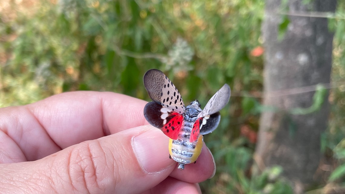 Spotted Lanternfly found in Middle Tennessee - Vimarsana News