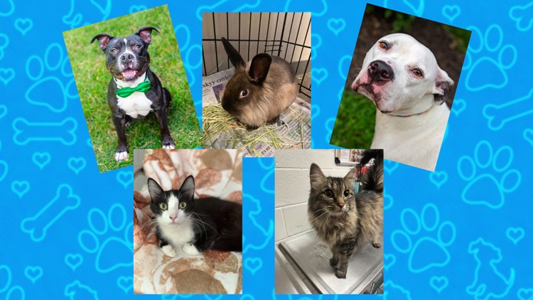 YWAC at crisis capacity, adoption fees for adult animals temporarily waived