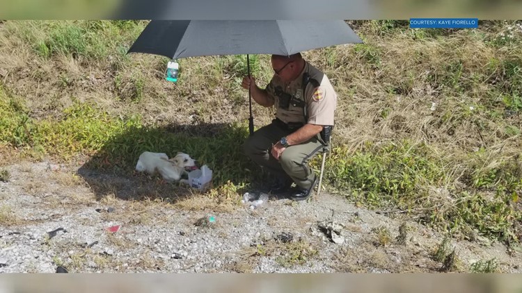 THP trooper shelters dog from heat found on side of I-75