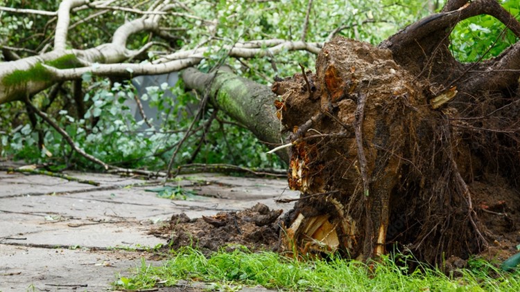 Knox County to offer green waste removal for county homeowners
