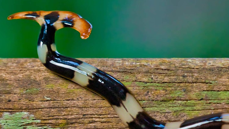 Slimy, non-native hammerhead worms may appear in Tennessee gardens &mdash; posing a threat to earthworms