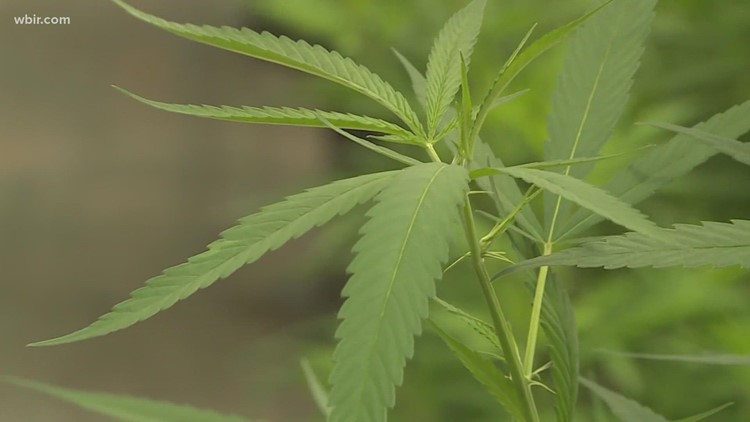 HB 136: A bill to legalize medical marijuana in Kentucky passes out of committee