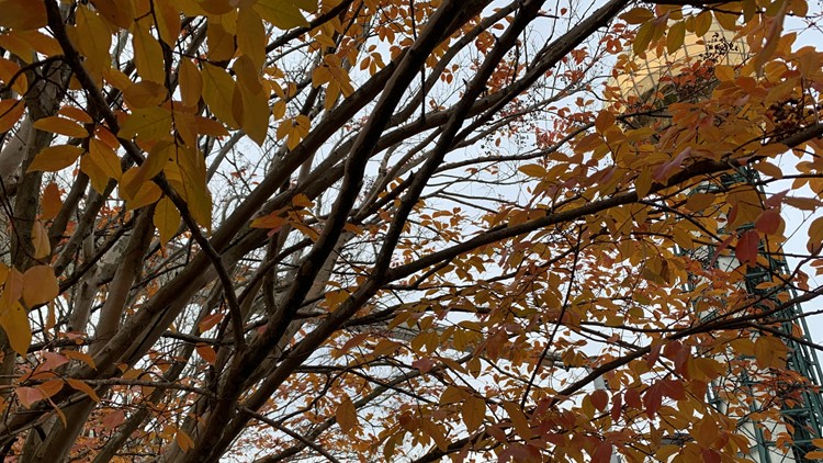 City of Knoxville to start leaf collection this week