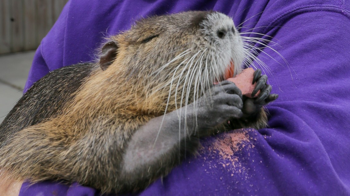 Louisiana works out deal for family to keep Neuty the nutria ...