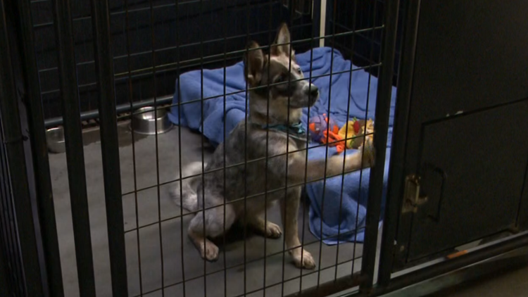 Sevier County and city leaders to vote on funding new animal shelter at fairgrounds