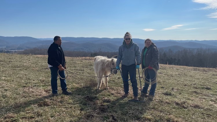 Horse Haven rescues blind miniature horse from herd of cattle