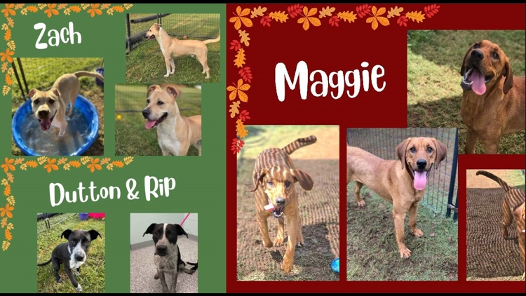 4 dogs on SOS list at McMinn Regional Humane Society 4 dogs on SOS list at McMinn Regional Humane Society