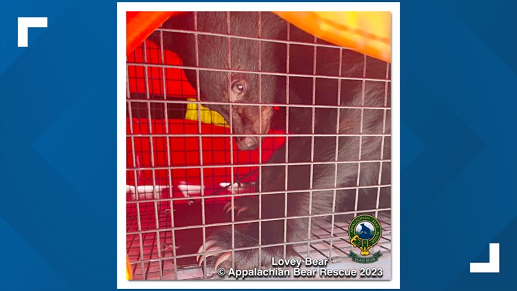 Appalachian Bear Rescue takes in new yearling