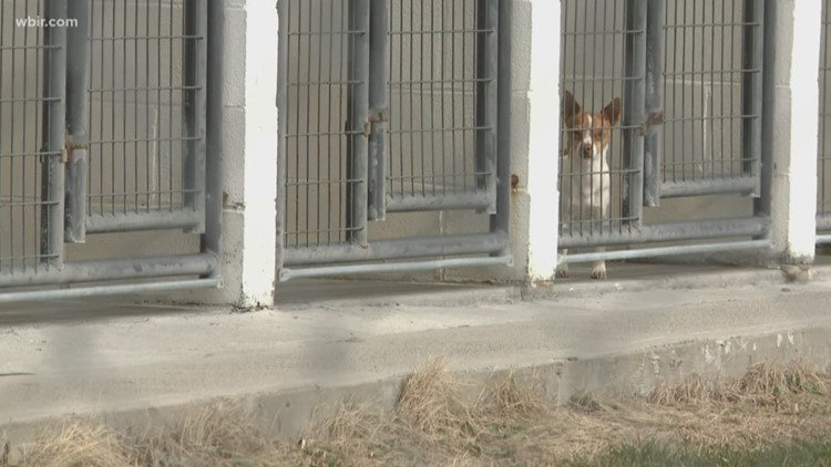 Canine distemper case confirmed at Morristown Hamblen Humane Society