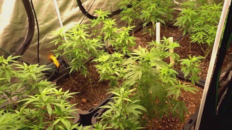 How may reclassifying marijuana impact people in East Tennessee, and across the US?