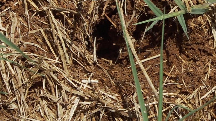 UT: Around 75 Tennessee counties have fire ants, including most of East Tennessee