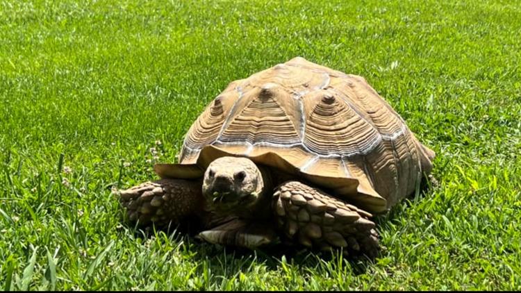 Hamblen Co. tortoise opens enclosure, leads owner on days-long slow-speed escape