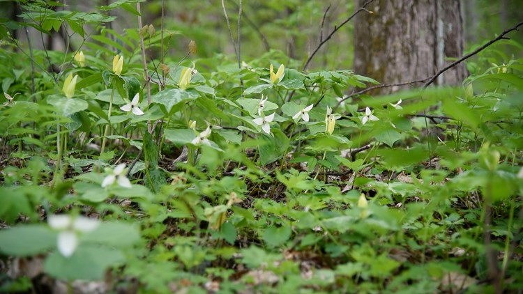 10Explores: Cove Hardwood Nature Trail