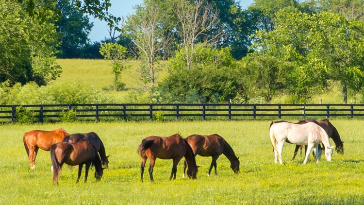 West Nile Virus detected in Midstate horse