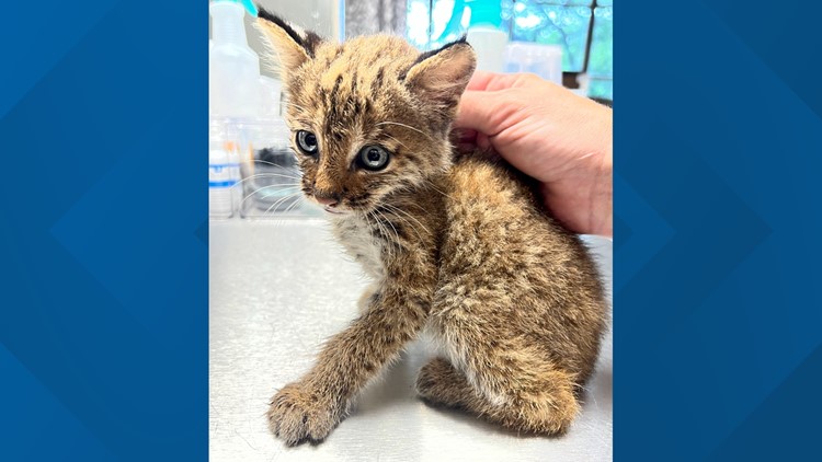 Rescued kitten in Middle Tennessee turns out to be bobcat