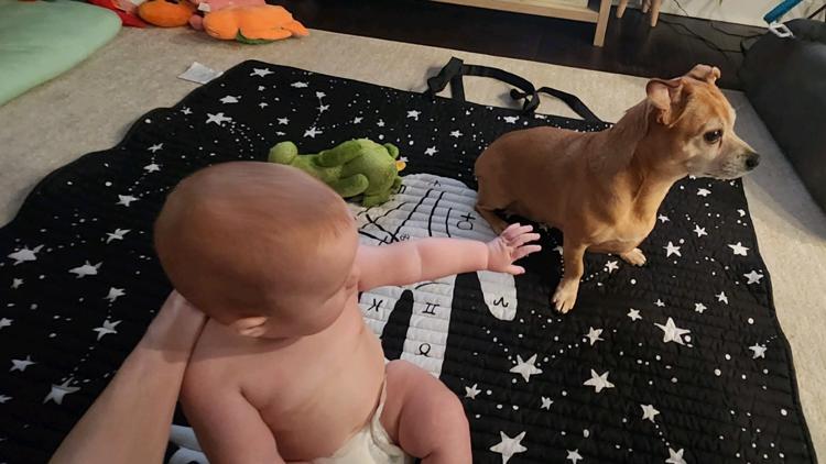 Dog owner in Powell urges pet safety after pet in critical condition for leptospirosis infection