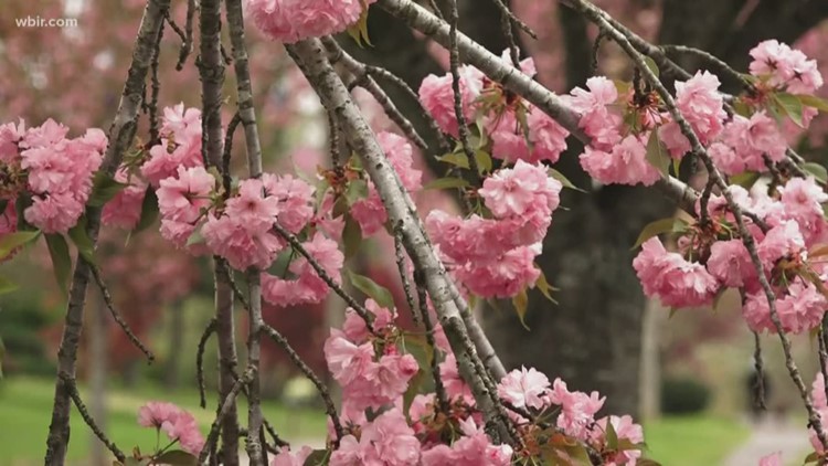 Dogwood Trail signs pop up around Knox County