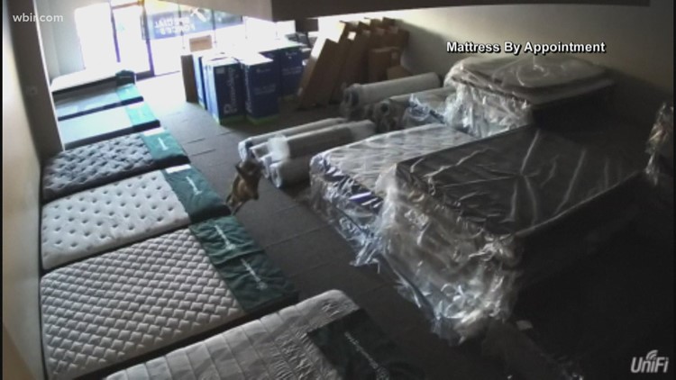 VIDEO: Deer breaks into Johnson City mattress store