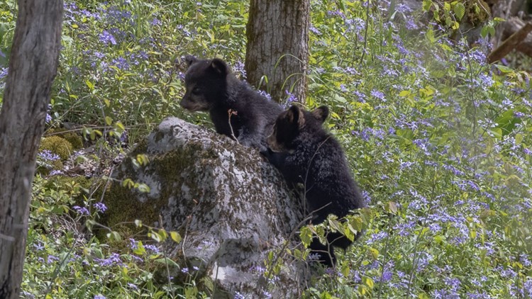 Wildlife photographer captures scenes of cubs at play in Smokies