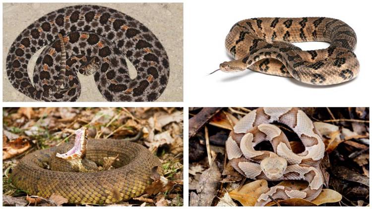 Here are the 4 venomous snake species found in Tennessee