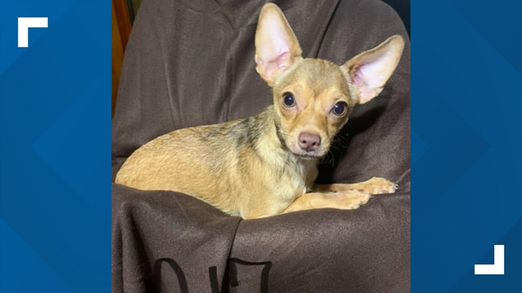 Applications for chihuahuas found in a storage unit available at Morristown Hamblen Humane Society
