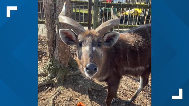 Animal at a Tennessee zoo dies after choking on squeezable applesauce pouch Animal at a Tennessee zoo dies after choking on squeezable applesauce pouch
