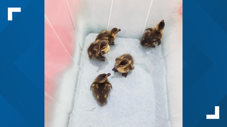 Knox County crews rescue ducklings from storm drain in West Knoxville