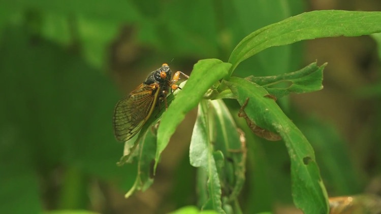 TVA zoologist speaks on upcoming cicada boom, mostly in Middle Tennessee