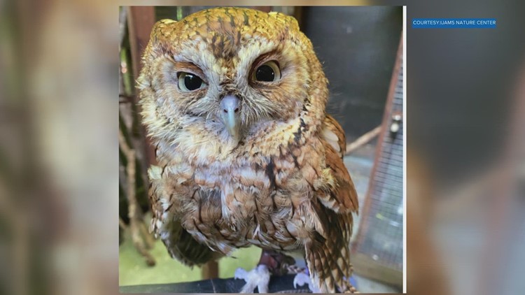 Ijams welcomes new owl friend to its resident animals