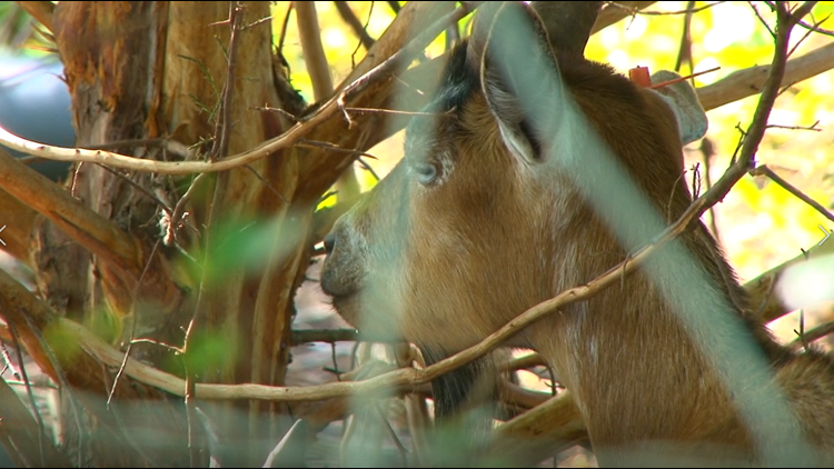 Kudzu on campus? Call in the goats