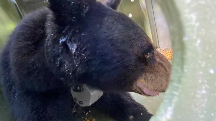 Wildlife managers relocate troublesome bear out of the Great Smoky Mountains National Park