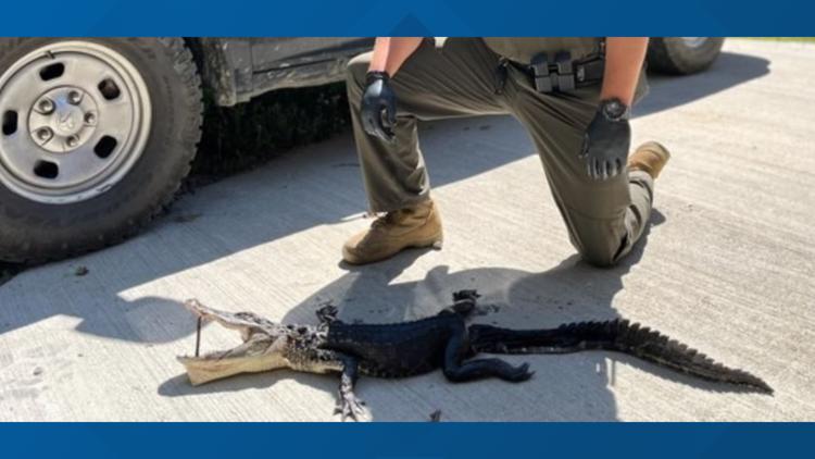 Alligator sighting leads to charges against Kentucky man