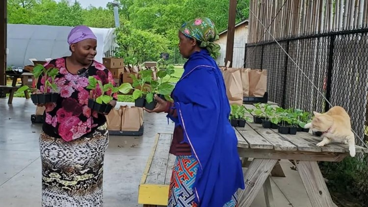 Beardsley Farm helping grow plants native to communities where some refugees are from