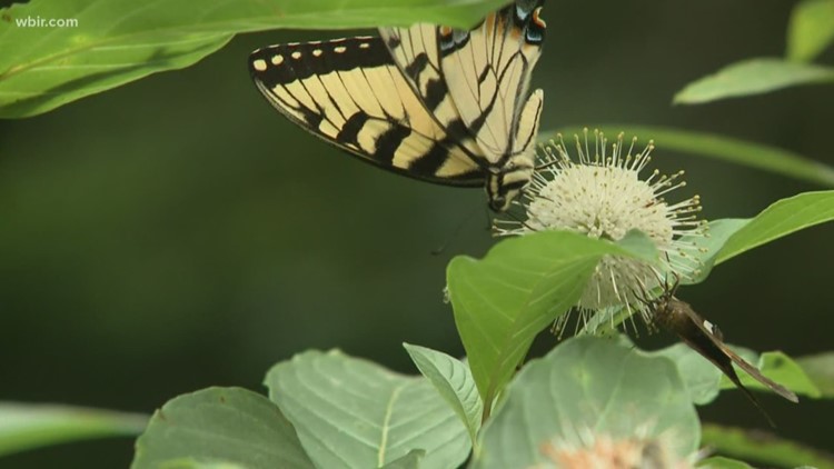 Butterfly Festival to show people how to protect pollinators on Saturday