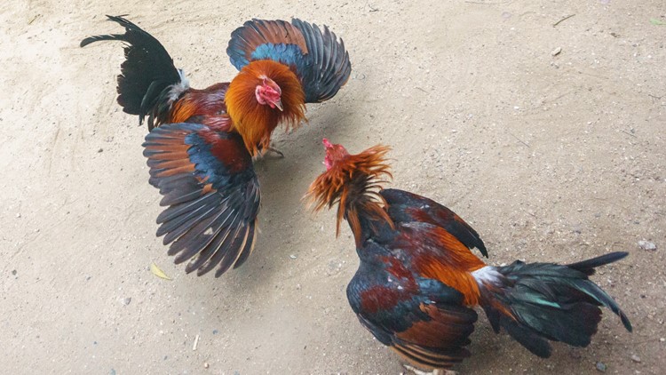 Union Co. deputies cite 98 people after raiding illegal cockfighting derby