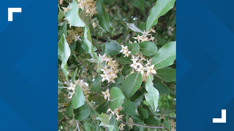 TWRA partners with two other organizations to fight the spread of invasive Autumn Olive plant