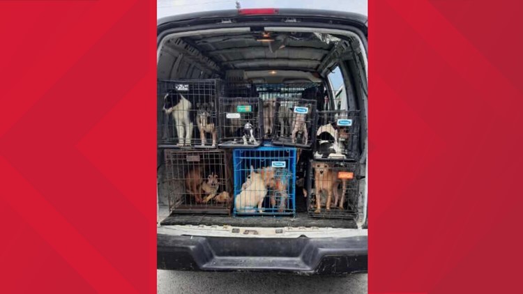 Dozens of dogs rescued from Kentucky home in worst case animal control officer had seen in 2 decades