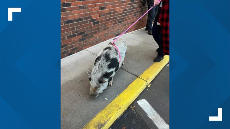 Loose pig spotted in West Knoxville