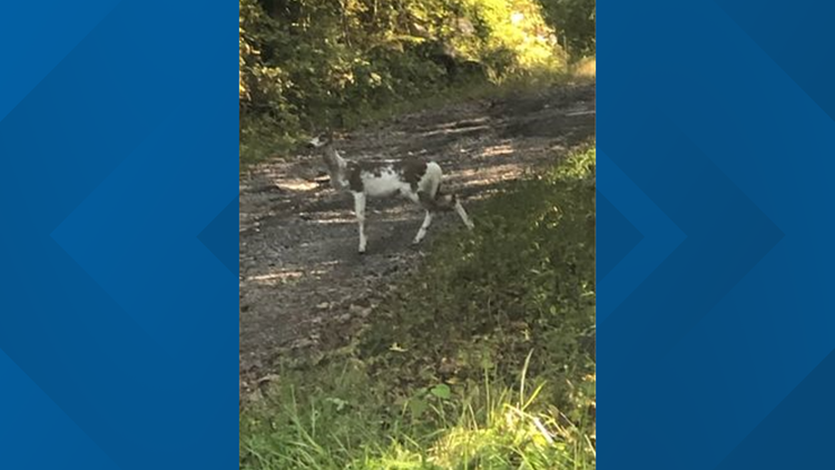 Rare deer with patchy white coat spotted in Grainger County Rare deer with patchy white coat spotted in Grainger County