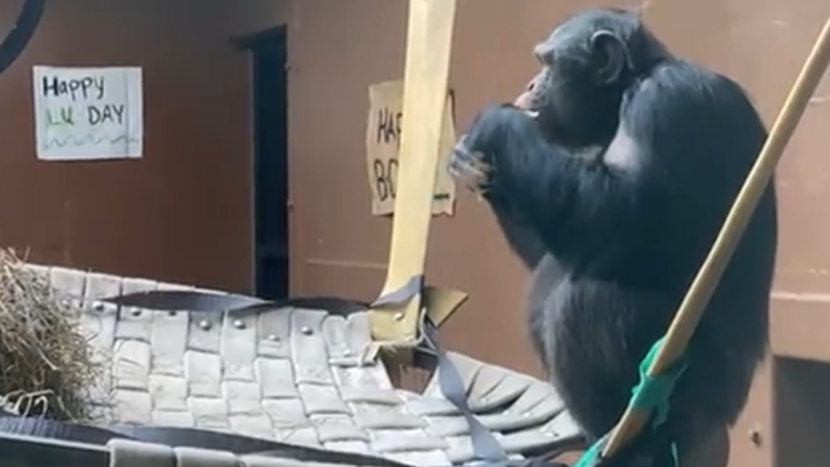 Chimp at Zoo Knoxville celebrates 30th birthday